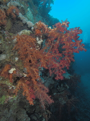 Dendronephthya hemprichi