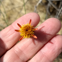 Adenophyllum cooperi