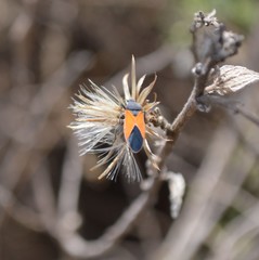 Melanopleurus bicolor