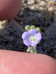 Phacelia stellaris
