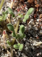 Phacelia stellaris