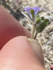 Phacelia stellaris