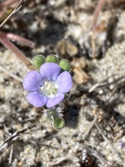 Phacelia stellaris