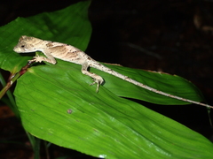 Anolis scypheus
