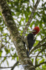 Robust Woodpecker photo 2