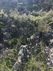 Triteleia clementina