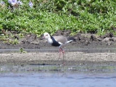 Vanellus crassirostris