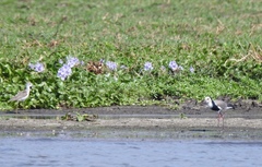 Vanellus crassirostris