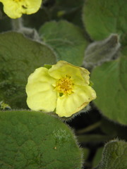 Saruma henryi
