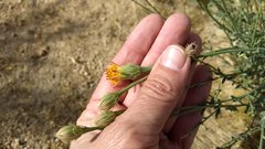 Adenophyllum cooperi