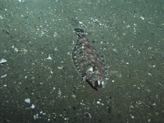 Dover Sole photo 3
