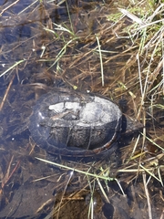 Chelydra serpentina
