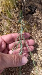 Adenophyllum cooperi