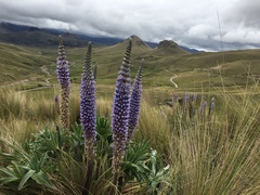 Lupinus weberbaueri