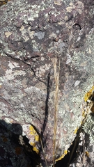 Austrostipa stipoides