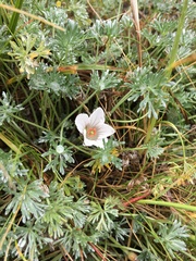 Geranium multipartitum