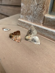 Ormiscodes amphimone