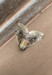 Ormiscodes amphimone