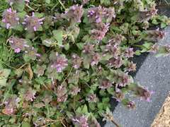 Lamium purpureum