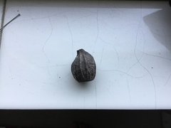 Eucalyptus planchoniana