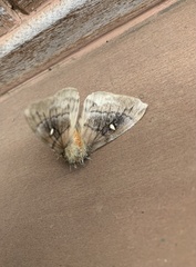 Ormiscodes amphimone