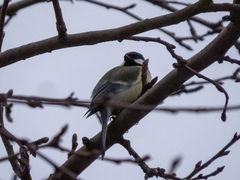 Parus major