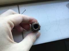 Eucalyptus planchoniana