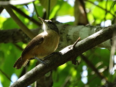 Cantorchilus leucotis