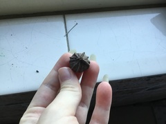 Eucalyptus planchoniana