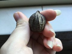 Eucalyptus planchoniana