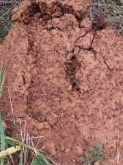 Solenopsis saevissima