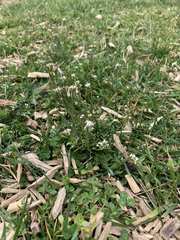 Cardamine hirsuta