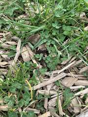 Trifolium repens
