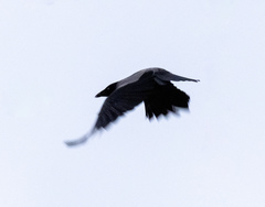 Corvus cornix