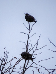 Sturnus vulgaris
