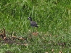 Vanellus crassirostris