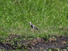 Vanellus crassirostris