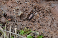 Poecilus cupreus