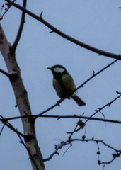 Parus major