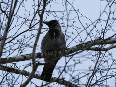 Corvus cornix