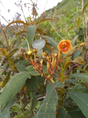Rhytidophyllum bicolor