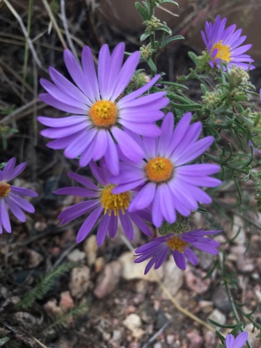 Dieteria bigelovii