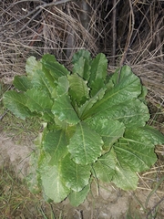 Lactuca virosa