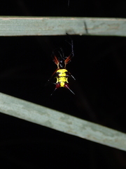 Micrathena kirbyi