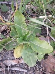 Lactuca virosa