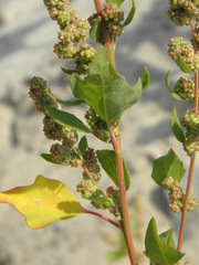 Chenopodium acerifolium