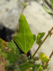 Chenopodium acerifolium