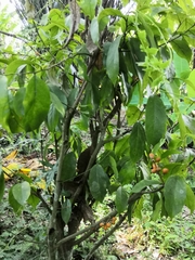 Gnetum gnemon
