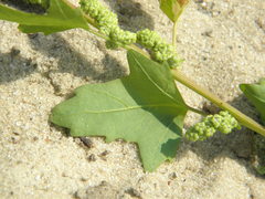 Chenopodium acerifolium