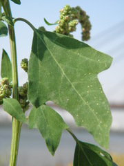 Chenopodium acerifolium